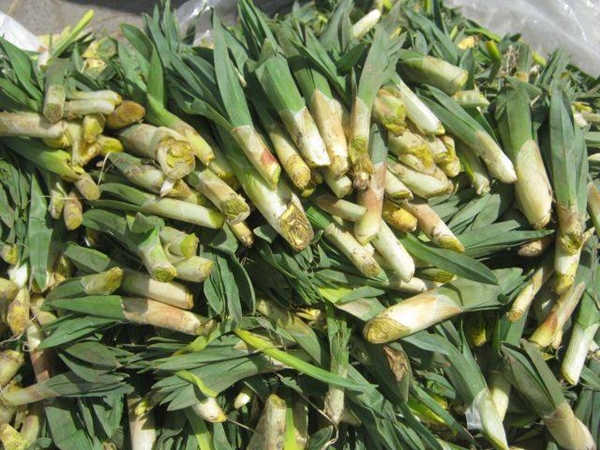 Foto - Sivilce tedavisi için 'Gulik Otu'