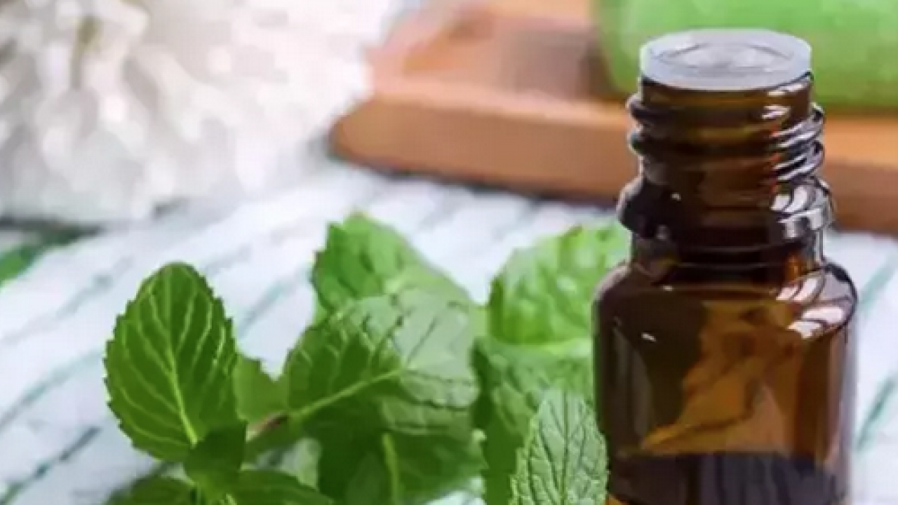 Foto - Sivrisinek ısırığından koruyan yöntem! Kaşıntısının doğal çözümü: Kızarıklığı ve şişliği silip atıyor: Mutlaka denenmeli