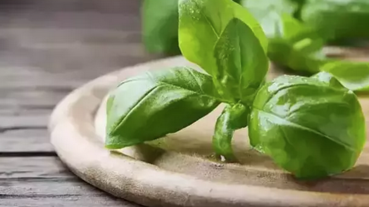 Foto - Sivrisinek ısırığından koruyan yöntem! Kaşıntısının doğal çözümü: Kızarıklığı ve şişliği silip atıyor: Mutlaka denenmeli