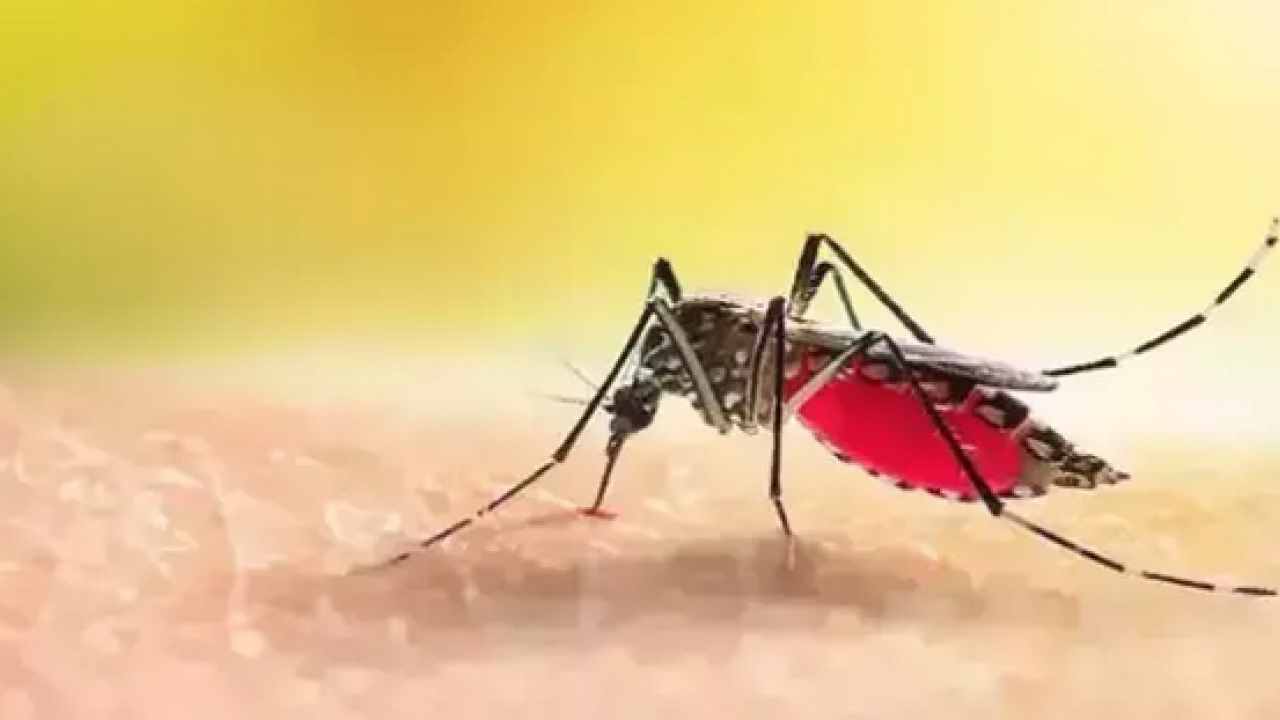 Foto - Sivrisinek ısırığından koruyan yöntem! Kaşıntısının doğal çözümü: Kızarıklığı ve şişliği silip atıyor: Mutlaka denenmeli