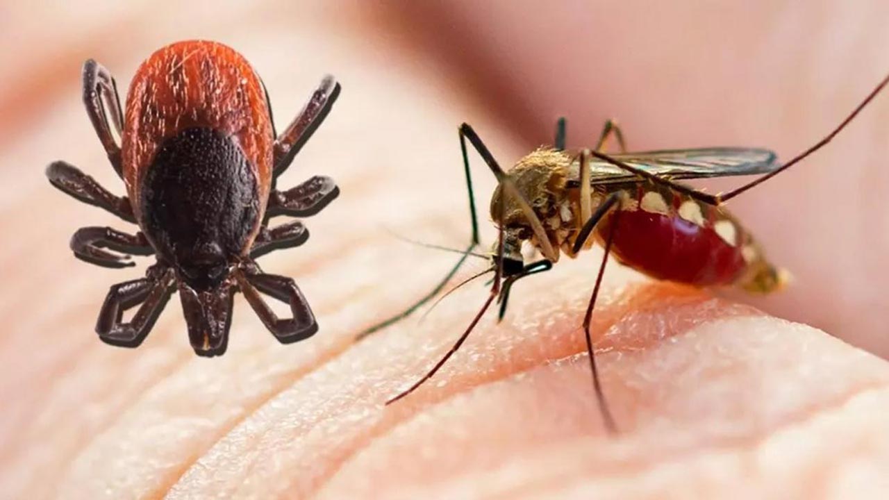 Sivrisinek ve keneden korunmanın en kolay yöntemleri!