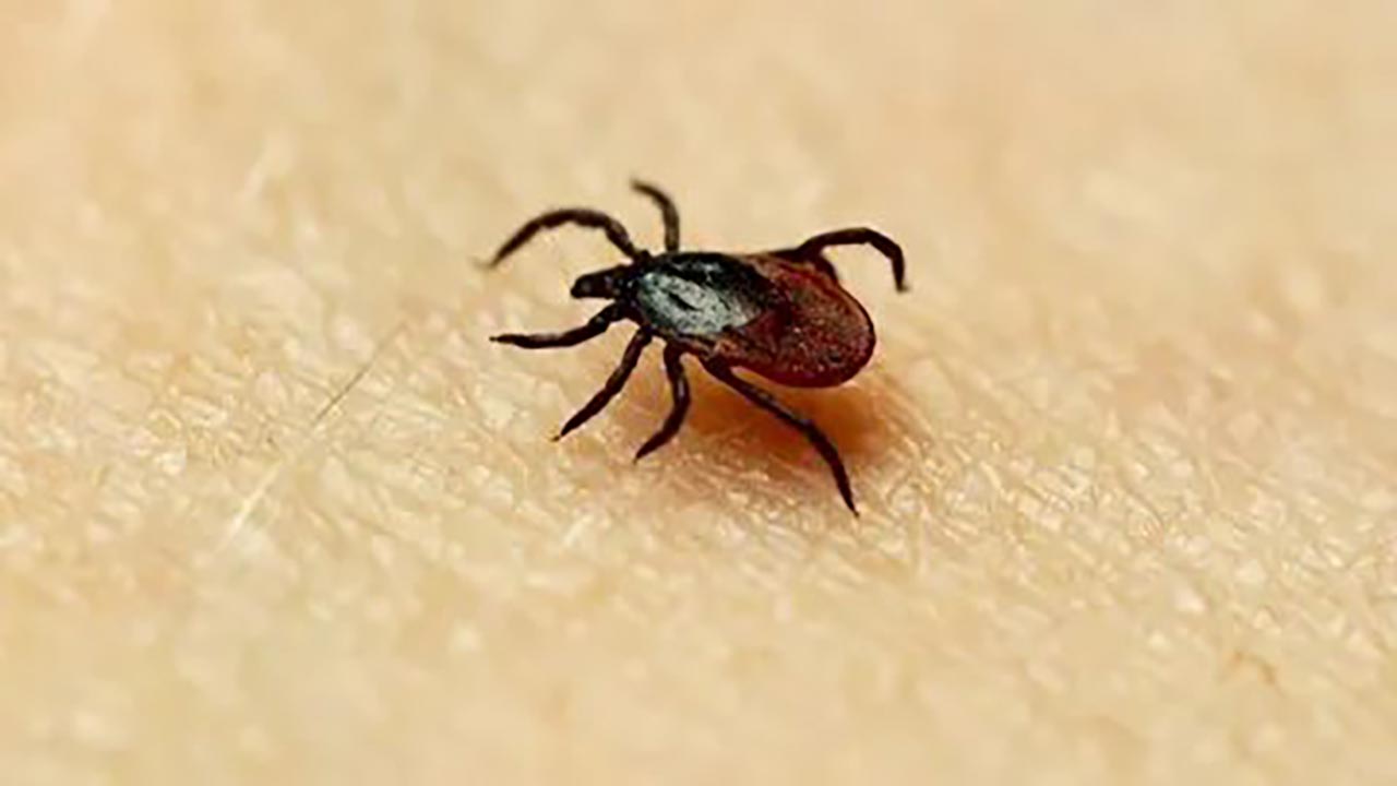 Foto - Sivrisinek ve keneden korunmanın en kolay yöntemleri!