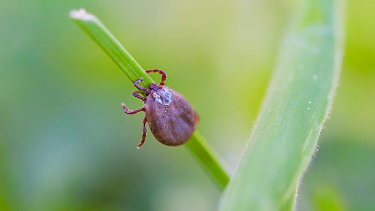 Foto - Sivrisinek ve keneden korunmanın en kolay yöntemleri!