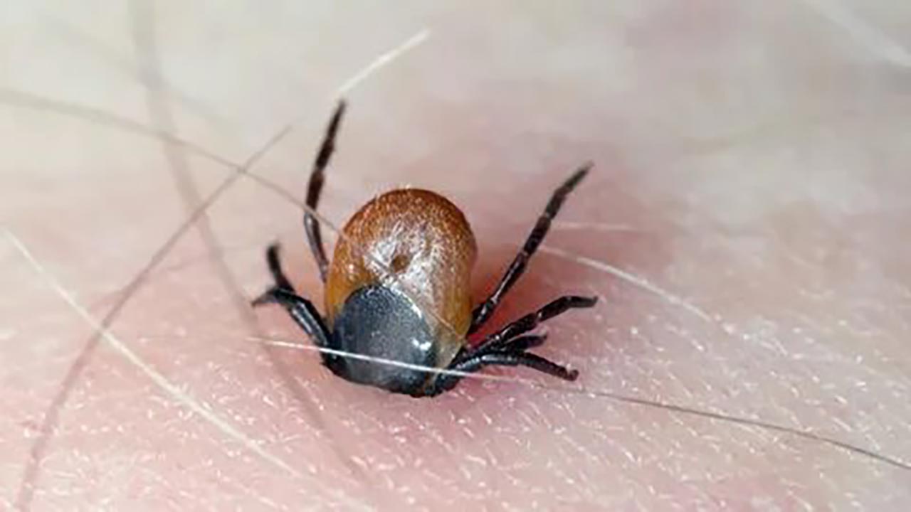 Foto - Sivrisinek ve keneden korunmanın en kolay yöntemleri!