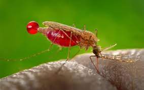 Foto - Sivrisinekler bazı insanları neden daha fazla ısırır?