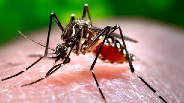 Sivrisinekler bazı insanları neden daha fazla ısırır?