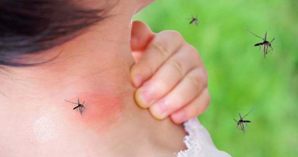Foto - Sivrisinekler bazı insanları neden daha fazla ısırır?