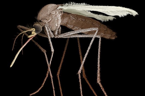 Foto - Sivrisinekler en çok kimleri ısırıyor?