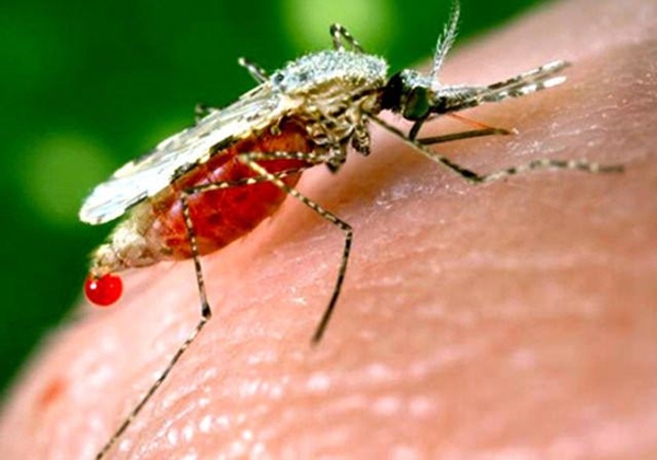 Foto - Sivrisinekler en çok kimleri ısırıyor?