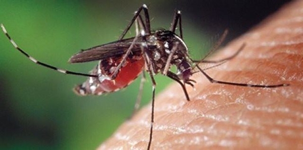 Foto - Sivrisinekler en çok kimleri ısırıyor?