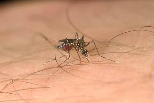 Foto - Sivrisinekler en çok kimleri ısırıyor?