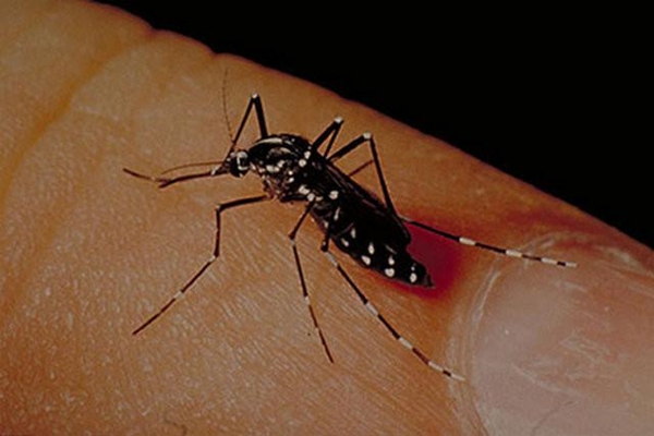 Foto - Sivrisinekler en çok kimleri ısırıyor?