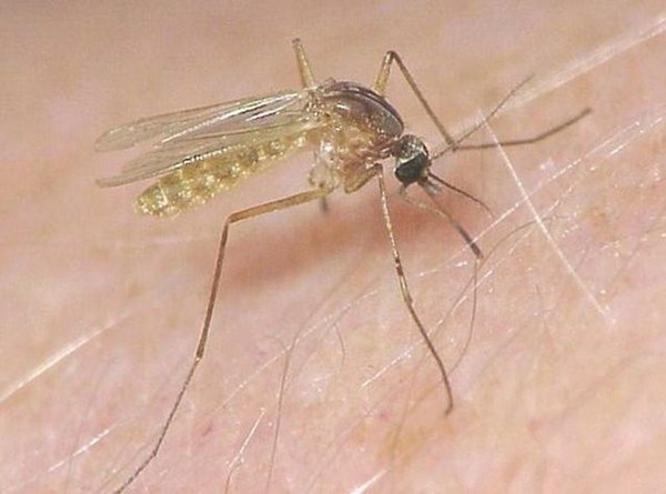 Foto - Sivrisinekler en çok kimleri ısırıyor?