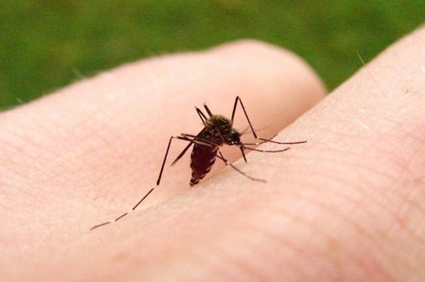 Foto - Sivrisinekler en çok kimleri ısırıyor?