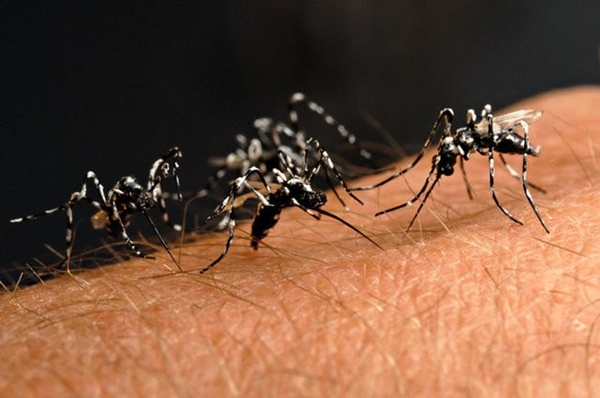 Foto - Sivrisinekler en çok kimleri ısırıyor?