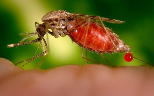 Foto - Sivrisinekler neden bazı insanları daha çok ısırıyor? İşte cevabı...