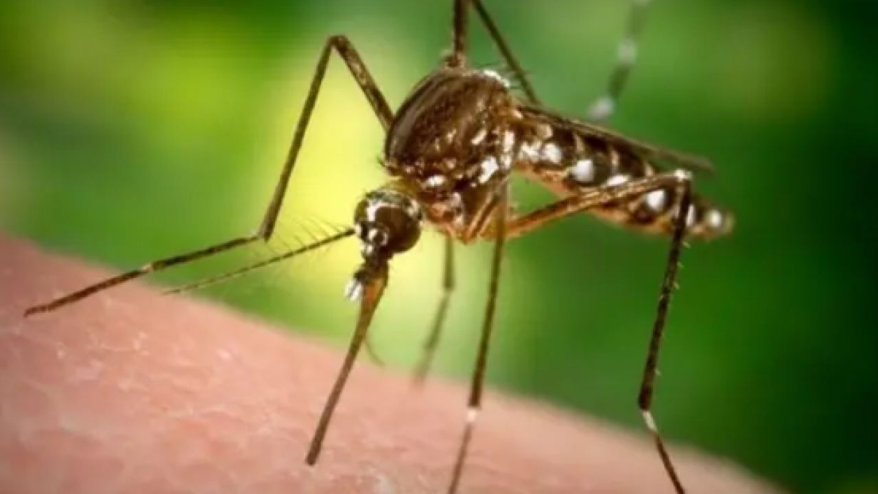 Foto - Sivrisinekler Neden Hep Sizi Isırıyor? Sebebi Kan Grubunuz Değil!