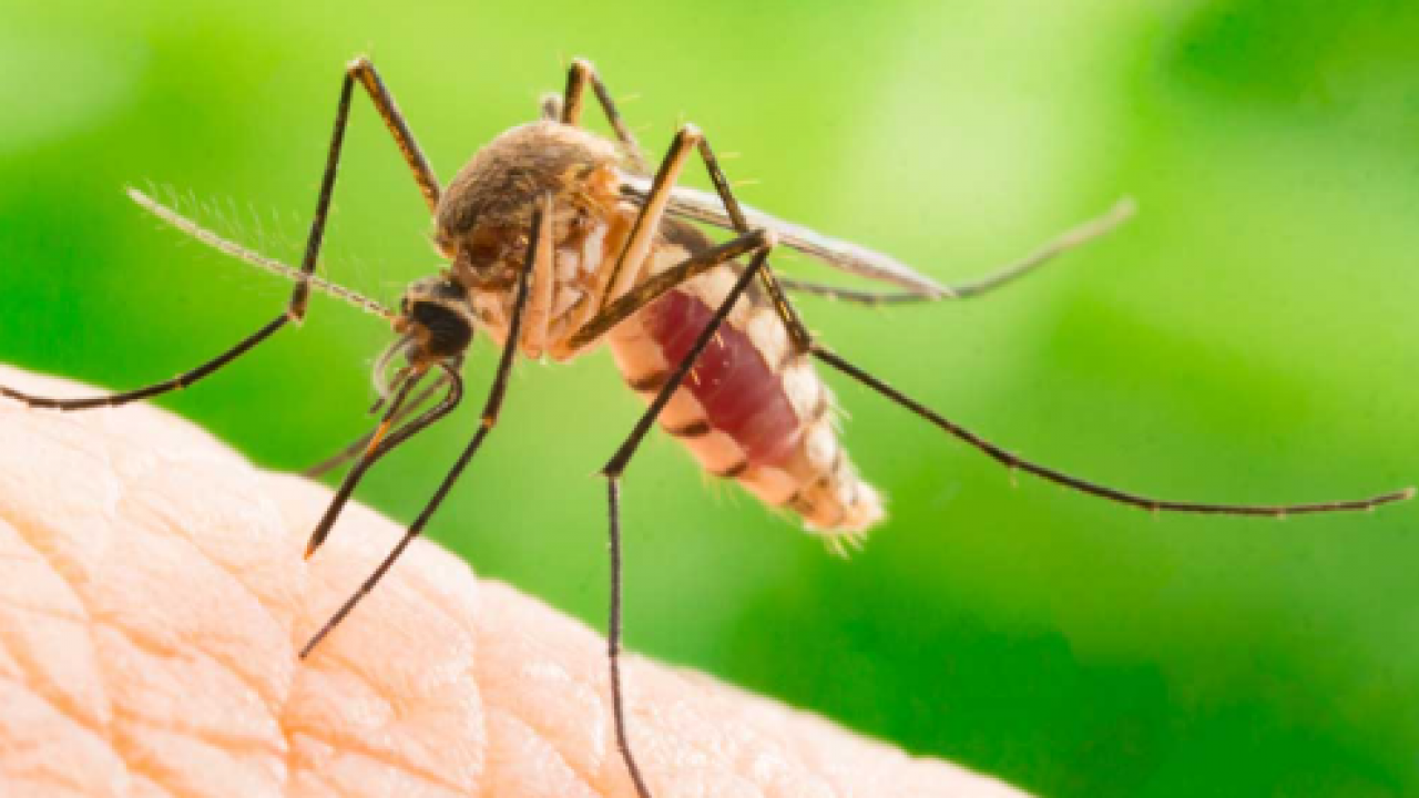 Sivrisinekler Neden Hep Sizi Isırıyor? Sebebi Kan Grubunuz Değil!