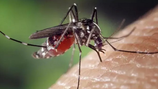 Sivrisineklerden bulaşan dang humması can almaya devam ediyor! Evinizde varsa kovalayın