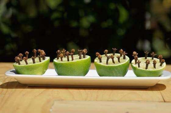 Foto - Sivrisineklerden korunmak için bunları yapın!