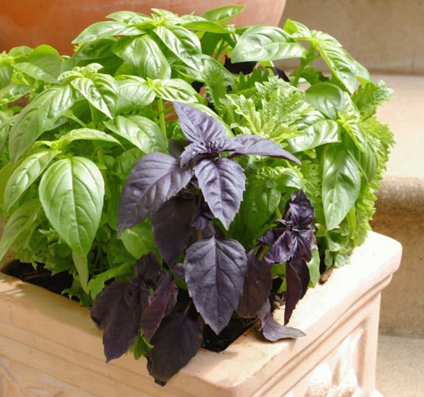 Foto - Sivrisineklerden korunmak için bunları yapın!