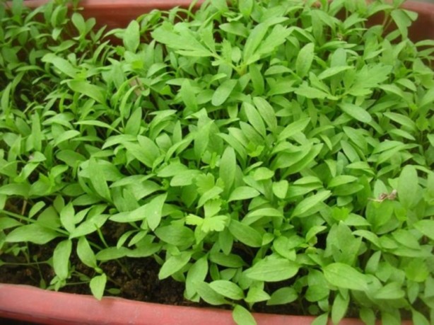 Foto - Sivrisineklerle başa çıkmanın bilimsel yolları