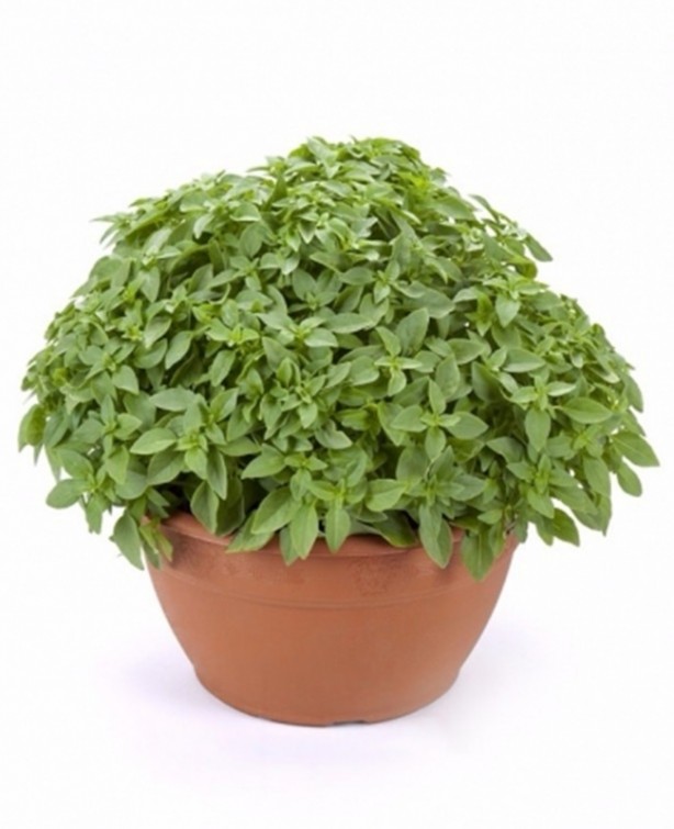 Foto - Sivrisineklerle başa çıkmanın bilimsel yolları