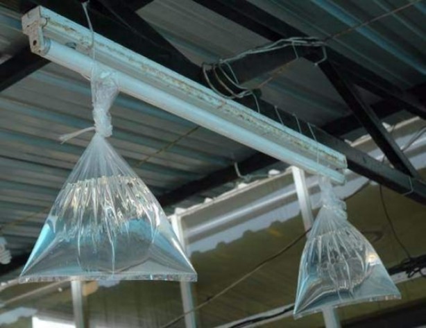 Foto - Sivrisineklerle başa çıkmanın bilimsel yolları