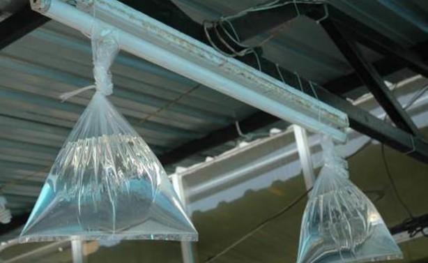 Foto - Sivrisineklerden kurtulmanın doğal yolları...