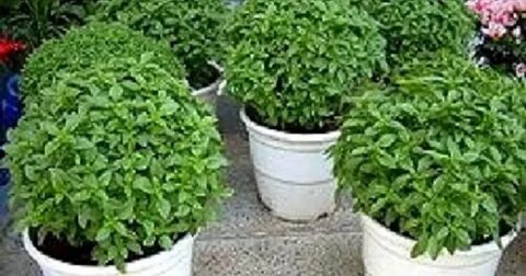 Foto - Sivrisineklerden kurtulmanın doğal yolları...