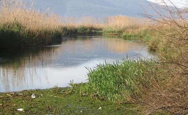 Foto - Sivrisineklerden kurtulmanın doğal yolları...