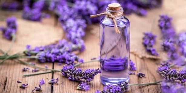 Foto - Sivrisineklerin canına okuyor! Sıkıysa artık gelsinler! İşte yüzde 100 etkili yöntem 