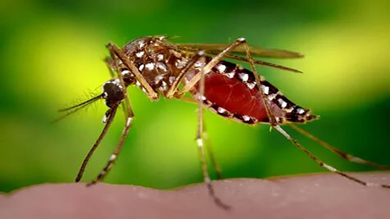 Foto - Sivrisineklerin gizli takip yöntemi ortaya çıktı! İnsanları nasıl bulduklarını öğrenince çok şaşıracaksınız