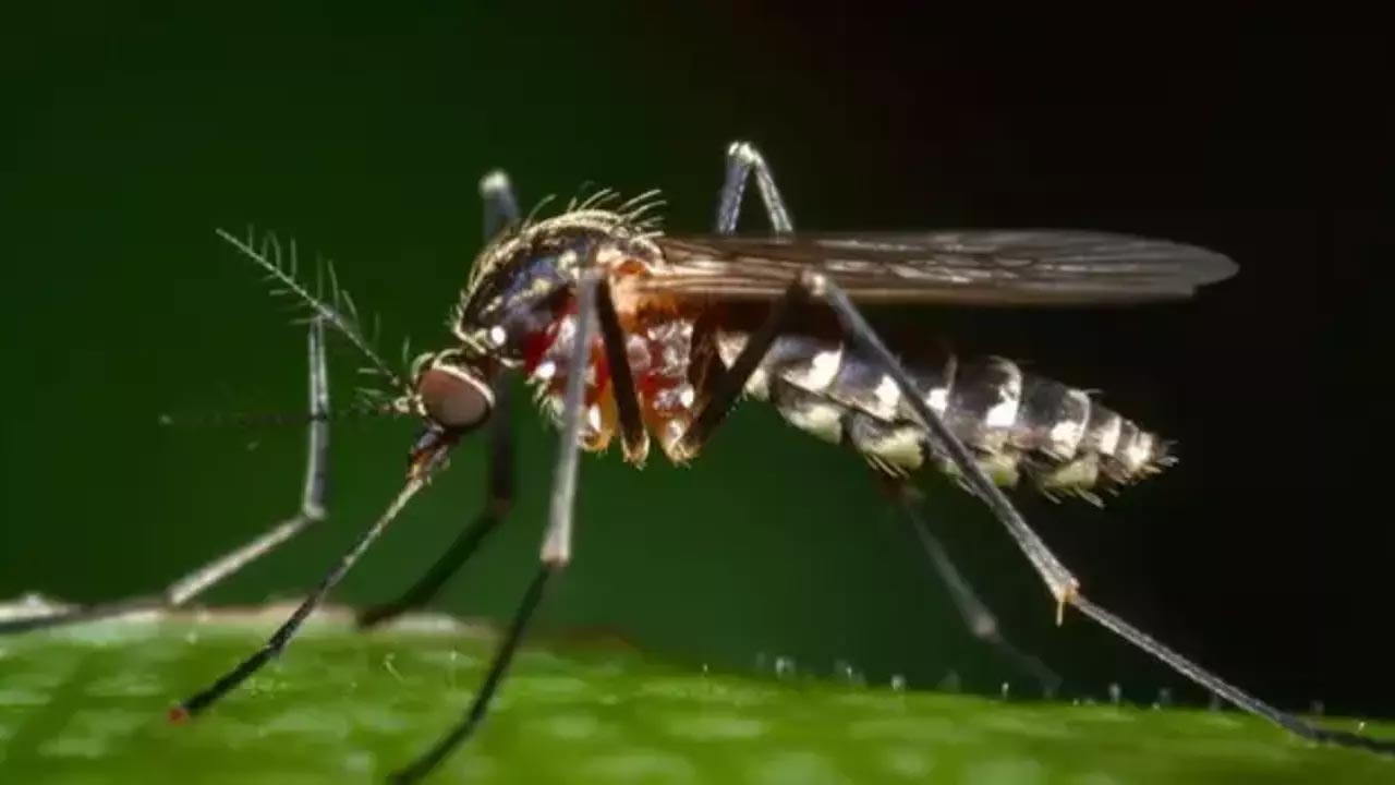 Sivrisineklerin gizli takip yöntemi ortaya çıktı! İnsanları nasıl bulduklarını öğrenince çok şaşıracaksınız
