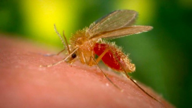 Foto - Sivrisinekten bin beter! Aman dikkat! Soktuğu yeri felç ediyor 
