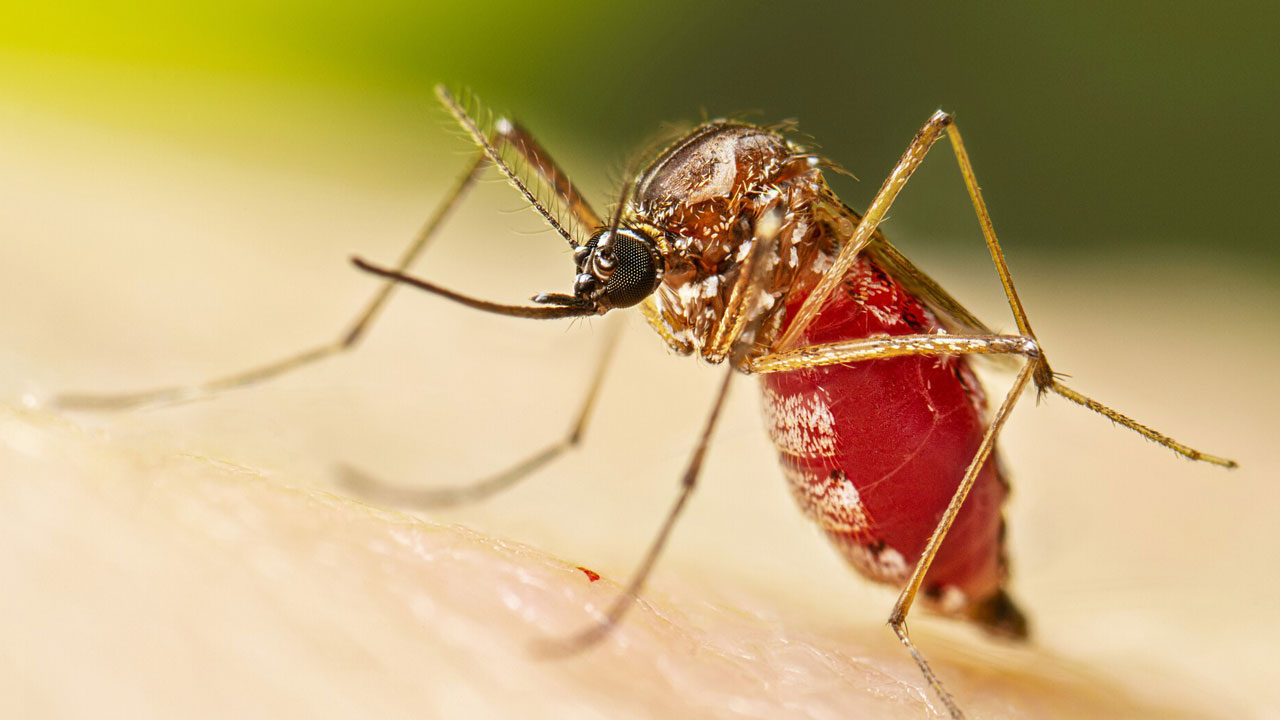 Foto - Sivrisinekten bulaşıyor, Avrupa’ya sıçradı! O virüs Türkiye kapısında mı?