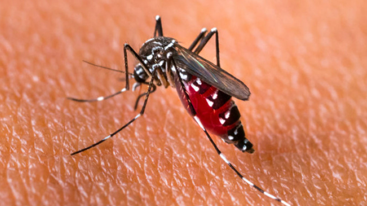 Foto - Sivrisinekten bulaşıyor, Avrupa’ya sıçradı! O virüs Türkiye kapısında mı?