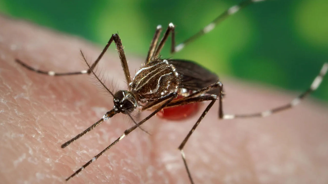 Foto - Sivrisinekten bulaşıyor, Avrupa’ya sıçradı! O virüs Türkiye kapısında mı?