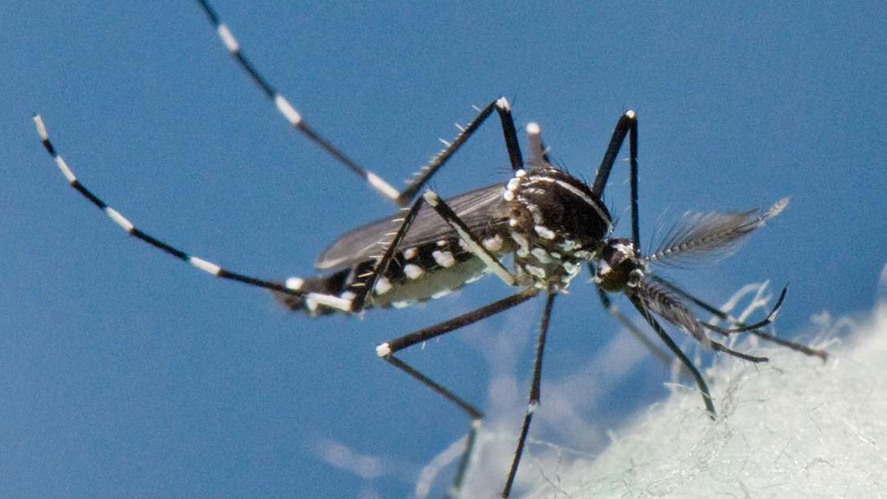 Sivrisinekten bulaşıyor, Avrupa’ya sıçradı! O virüs Türkiye kapısında mı?