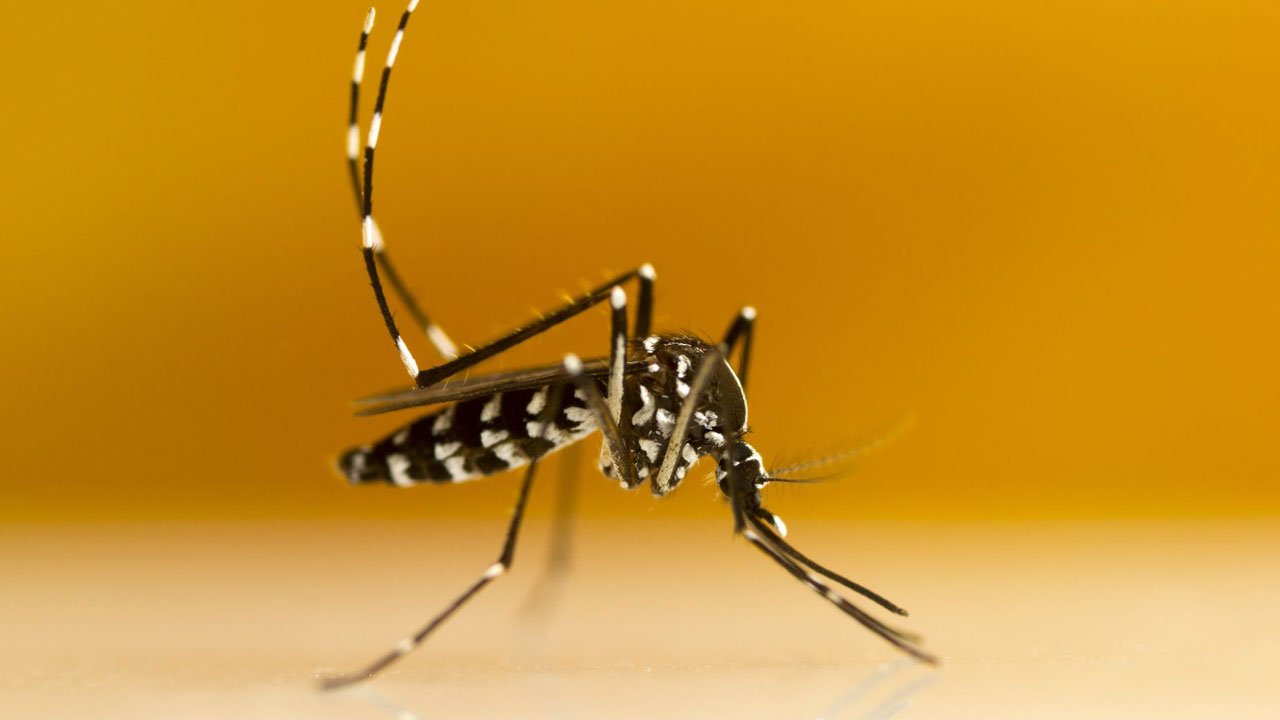 Foto - Sivrisinekten bulaşıyor, Avrupa’ya sıçradı! O virüs Türkiye kapısında mı?