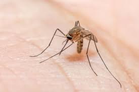 Foto - Sivrisinekten için kurtulmanın doğal yöntemler!