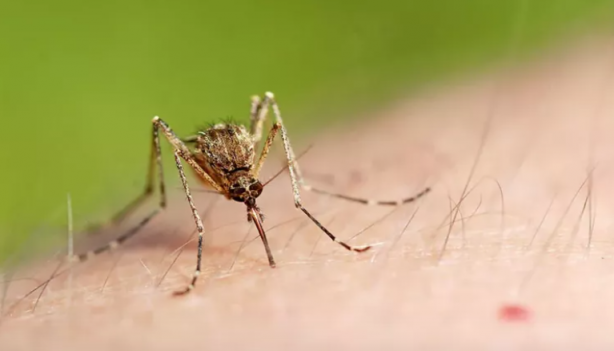 Foto - Sivrisinekten nasıl korunulur? Sağlık Bakanlığı'ndan korunma rehberi
