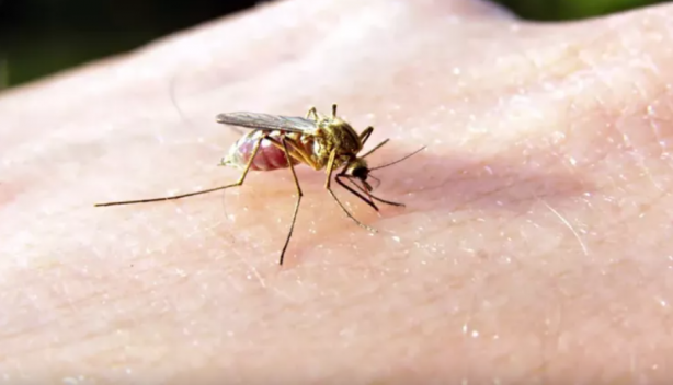 Foto - Sivrisinekten nasıl korunulur? Sağlık Bakanlığı'ndan korunma rehberi