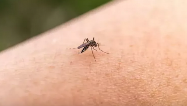 Foto - Sivrisinekten nasıl korunulur? Sağlık Bakanlığı'ndan korunma rehberi