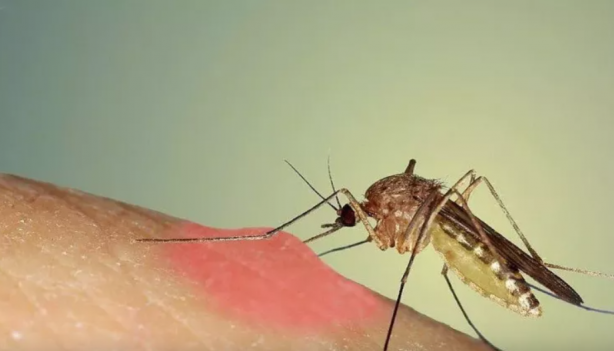 Foto - Sivrisinekten nasıl korunulur? Sağlık Bakanlığı'ndan korunma rehberi