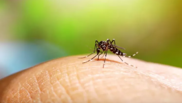 Foto - Sivrisinekten nasıl korunulur? Sağlık Bakanlığı'ndan korunma rehberi