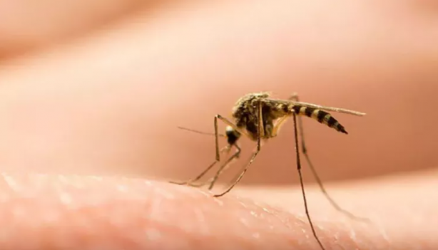 Foto - Sivrisinekten nasıl korunulur? Sağlık Bakanlığı'ndan korunma rehberi