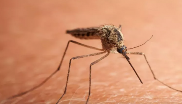 Foto - Sivrisinekten nasıl korunulur? Sağlık Bakanlığı'ndan korunma rehberi