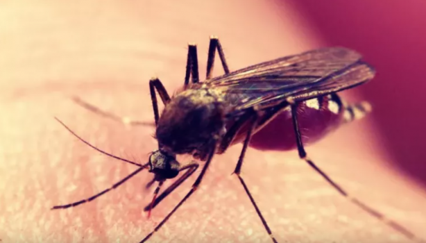 Sivrisinekten nasıl korunulur? Sağlık Bakanlığı'ndan korunma rehberi