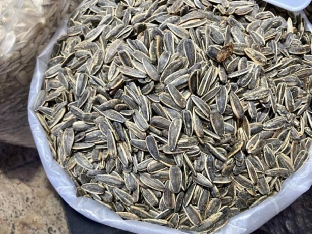 Foto - Siyah altın hasadı başladı! Beyni koruyor